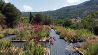 Giardini curativi in città per adattarsi al nuovo clima