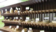 Produzione lattiero-casearia vale 7,9 miliardi, +50% in 5 anni