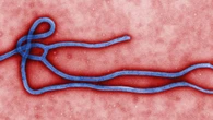 Ebola, i cinque punti cruciali dell'epidemia