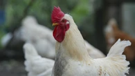 C'è un focolaio di aviaria in Piemonte, nell'Alessandrino