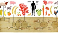 Tracce di Dna raccontano le contaminazioni recenti della Sindone