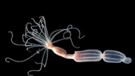 Negli anemoni di mare un inedito meccanismo di difesa dai virus