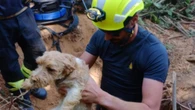 Due cani bloccati nella tana di un tasso salvati dai vigili del fuoco