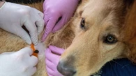 Farmaco innovativo per i tumori dei cani, prospettive per la cura umana