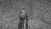 L'orso bruno torna sulle Orobie, un avvistamento in Alta Valle Seriana