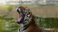 Messico, uccisa la tigre Kenzo che era fuggita da un centro privato