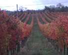 Netto aumento in Umbria della produzione di vino e mosto