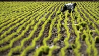 Allarme Confcooperative Piemonte, 'risaie asciutte, settore al collasso'