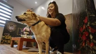 Il Brasile vieta tatuaggi e piercing 'estetici' su cani e gatti