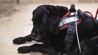 'Niente cani su mio taxi',non vedente lasciata a piedi a Pescara
