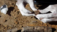 Brasile, scoperti fossili di dinosauro eccezionalmente integri