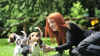 I reati contro gli animali diventano legge, multe e carcere per chi li abbandona