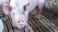 Peste suina, trovato primo caso in Toscana su animale domestico