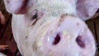 Maiale premio alla lotteria del paese, insorgono animalisti