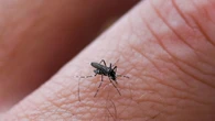 Sciame 'aggressivo' di zanzare a Ravenna. dal centro ai lidi