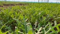 Dalla rucola un aiuto contro obesità e glicemia alta