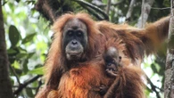 Sumatra, piogge torrenziali hanno ucciso almeno 58 degli oranghi più rari al mondo
