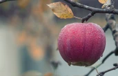 Agricoltura: Biosolution Accademy sceglie Expedia per coordinare workshop corso di alta formazione