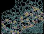 Sonde fluorescenti ascoltano le cellule, utili a future terapie