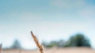 Fao, stabile l'indice dei prezzi alimentari a maggio