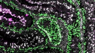 Nuovo passo verso un contraccettivo maschile non ormonale e reversibile