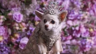 Pet Gala a New York, l'evento di moda per animali domestici più glamour dell'anno