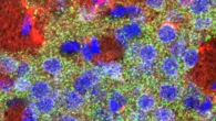 Il linguaggio è plasmato prima che i bambini imparino a parlare