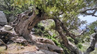 La Peste Nera favorì il ripristino delle foreste di querce in Italia