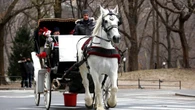 Sospese le passeggiate in carrozza a Central Park dopo la morte di un turista