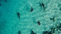 Australia, droni per avvistare squali presso spiagge Sydney