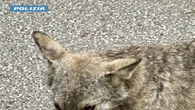 Poliziotto salva un cucciolo di lupo nel Pistoiese