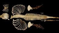 Scansionato in 3D cetaceo il più piccolo e fra i più minacciati al mondo