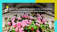 Torna l'Azalea della Ricerca Airc, raccolta fondi a sostegno della ricerca sui tumori femminili
