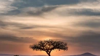 Meno alberi e più gas serra, l'impatto delle multinazionali in Africa