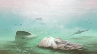 Pohlsepia, considerato il più antico polpo fossile, non era un polpo