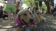 Brasile, cani in maschera rubano la scena al Carnevale di Rio