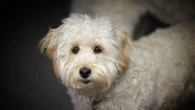 Alcuni incroci di cani alla moda più problematici del previsto