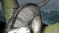 Nell'Artico fossili di roditori che convivevano con i dinosauri