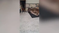 Un cerbiatto si ripara dalla pioggia sullo zerbino di una casa in Abruzzo