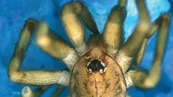 Un'altra specie di ragno che vive nei muri, dedicata ai Pink Floyd