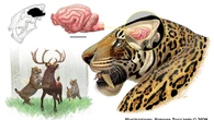 Ricostruito il cervello della tigre dai denti a sciabola vissuta anche in Italia