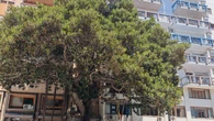 Albero Falcone a Palermo si riveste di messaggi e disegni