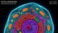 Ricostruita con un supercomputer l’origine delle cellule complesse