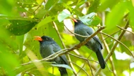 Amazzonia, l''Internet' della foresta aiuta uccelli e scimmie a comunicare