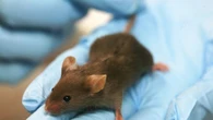 Un topo di laboratorio su due ha un Dna diverso da quello dichiarato