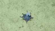 Scoperto un mini polpo blu alle Galapagos