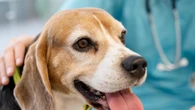 Prende piede l'osteopatia veterinaria, l'ultima frontiera del benessere di cani e gatti