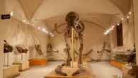 Riapre il Museo di Geologia e paleontologia a Firenze