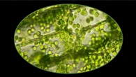 Organelli fotosintetici di spinaci trapiantati in occhi di topo VIDEO