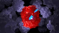 Talassemia e anemia falciforme, la 'forbice' sul Dna funziona anche nei bambini